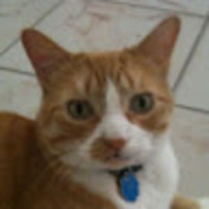 Meet your Posher, Ann